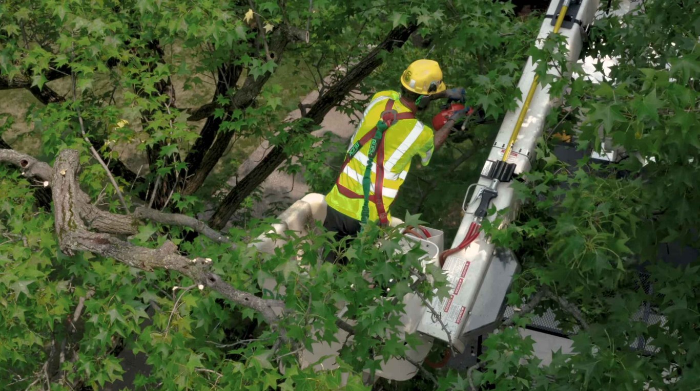 Professional arborist conducting tree assessment in El Centro, CA