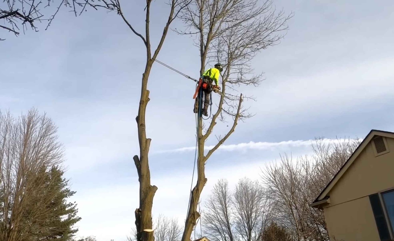 Professional arborist inspecting tree health in El Centro, CA